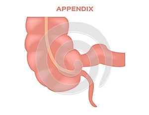 Appendix illustration / stomach photo
