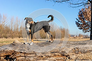 Appenzeller breed dog standing on a tree trunk and looking forward