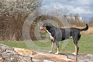 Appenzeller breed dog standing on a tree trunk and looking forward
