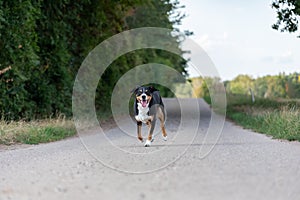 Appenzeller dog running very fast through the countryside.