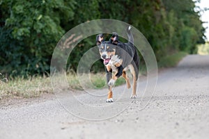 Appenzeller dog running very fast through the countryside.