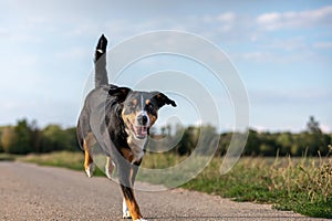 Appenzeller dog running very fast through the countryside