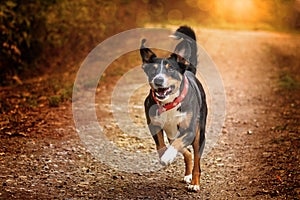 Appenzeller Mountain Dog