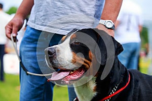 Appenzeller mountain dog