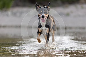 appenzeller mountain dog jumping into water