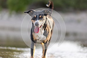 appenzeller mountain dog jumping into water