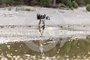 appenzeller mountain dog jumping into water