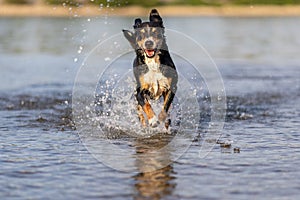 appenzeller mountain dog jumping into water