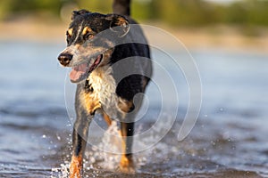 appenzeller mountain dog jumping into water