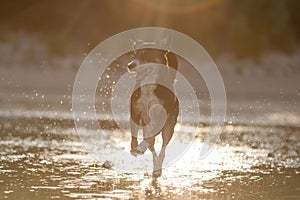 appenzeller mountain dog jumping into water
