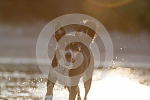 appenzeller mountain dog jumping into water