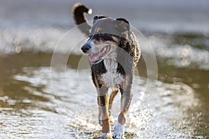 appenzeller mountain dog jumping into water