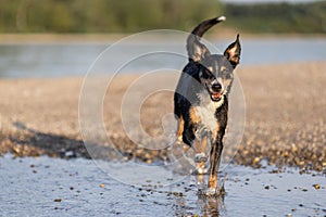 appenzeller mountain dog jumping into water