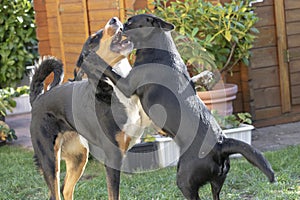 Appenzeller Mountain Dog and mixed Dog