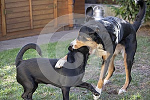 Appenzeller Mountain Dog and mixed Dog