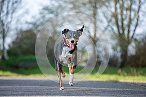 Appenzeller mountain dog running on a field