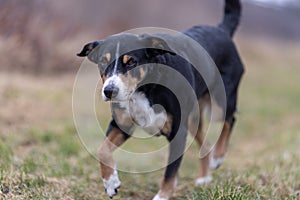 Appenzeller mountain dog on a walk in the park