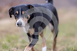 Appenzeller mountain dog on a walk in the park