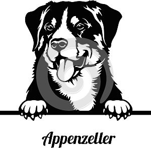 Appenzeller - Peeking Dogs - breed face head isolated on white