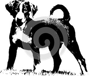 Appenzeller puppy - Illustration