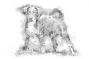 Appenzeller puppy - Sketch style
