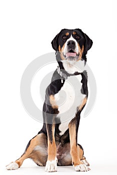 Appenzeller sennenhond sitting and looking