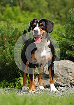 The Appenzeller Sennenhund