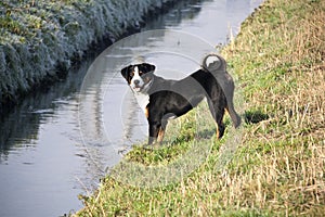 Appenzeller Sennenhund