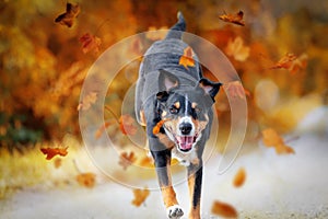 Appenzeller Sennenhund jumping in autumn leaves over a meadow