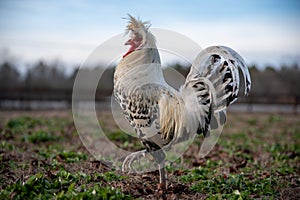 Appenzeller Spitzhauben Rooster Strutting on Farm Fence Background