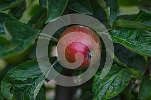 Appetising red apple growing on apple tree with green leaves in organic orchard in Vaud, Switzerland