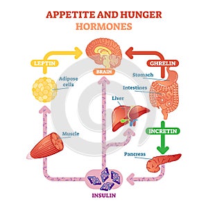 Appetite and hunger hormones vector diagram illustration, graphic educational scheme. Educational medical information.