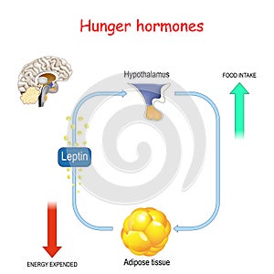 Appetite, leptin hormone and adipose tissue photo