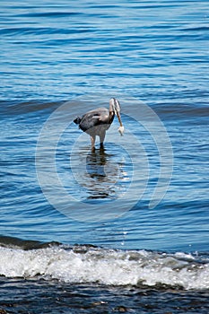 Appetizer for a Great Blue Heron
