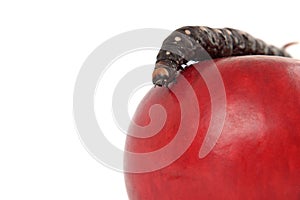 Appetizing Apple