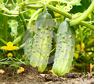 Appetizing green cucumbers in a kitchen garden