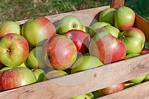 Appetizing Red and Green Apples in the Wooden Fruit Storage Crate