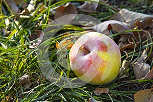 An appetizing ripe apple lies on the grass in the garden