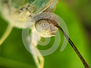 Appias drusilla, the Florida white or tropical white, is a butterfly in the family Pieridae. It is found in tropical America