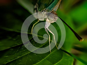 Appias drusilla, the Florida white or tropical white, is a butterfly in the family Pieridae. It is found in tropical America