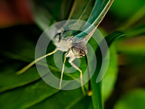 Appias drusilla, the Florida white or tropical white, is a butterfly in the family Pieridae. It is found in tropical America