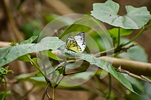 Appias libythea, the striped albatross, is a small butterfly of the family Pieridae, which is found in south and southeast Asia