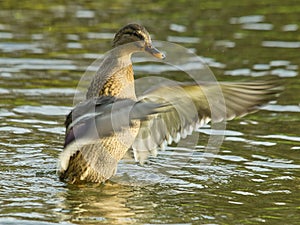 Applause on the water.