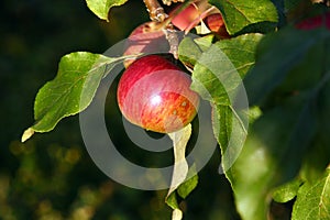 Apple