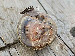 Apple affected by fungus and mold. Disease scab, a Lousy rotten Apple.