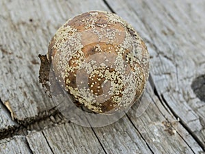 Apple affected by fungus and mold. Disease scab, a Lousy rotten Apple.