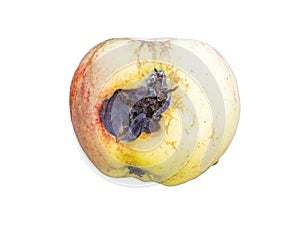 Apple is affected by fungus and mold. Disease scab, a lousy rotten Apple.