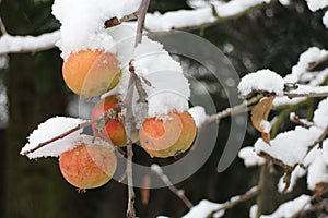 Apple on apple tree covered with snow