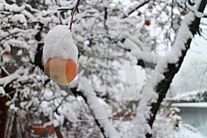 Apple on apple tree covered with snow