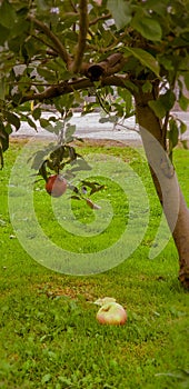 Red apple tree in Ohio